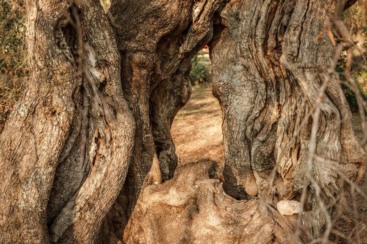 فيلا Sikalindi Apulia غاليانو دل كابو المظهر الخارجي الصورة