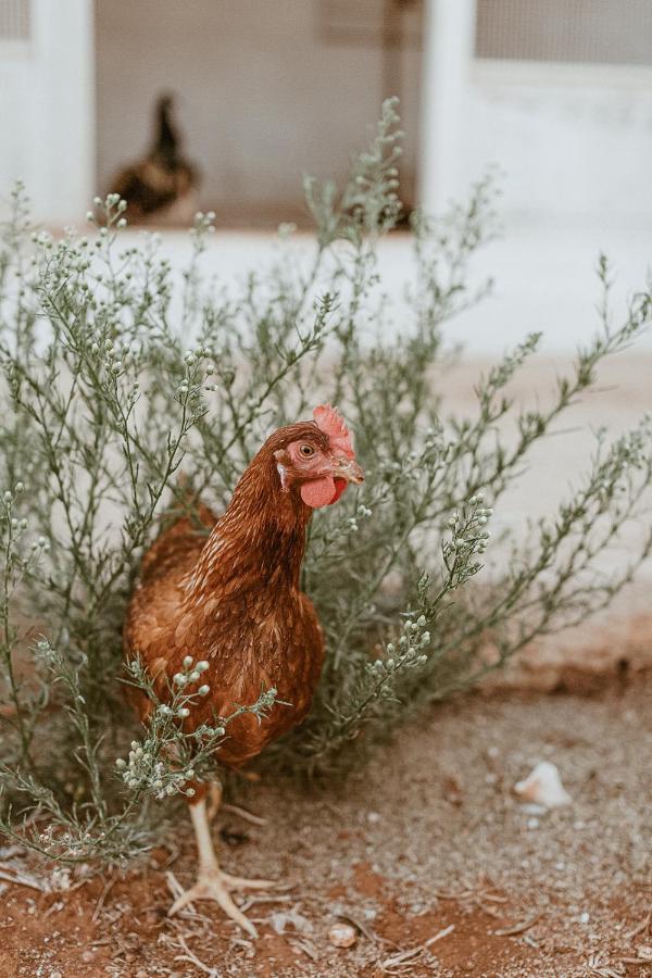 فيلا Sikalindi Apulia غاليانو دل كابو المظهر الخارجي الصورة